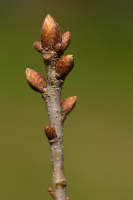 Quercus robur 'Furst Schwanzenberg' - dub letní - pupen
